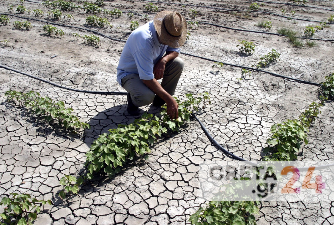 Πώς η λειψυδρία στην Κρήτη «χτυπά» το τραπέζι του καταναλωτή | «Έδωσαν τα χρήματα στη Θεσσαλία και μείναμε χωρίς βοήθεια»