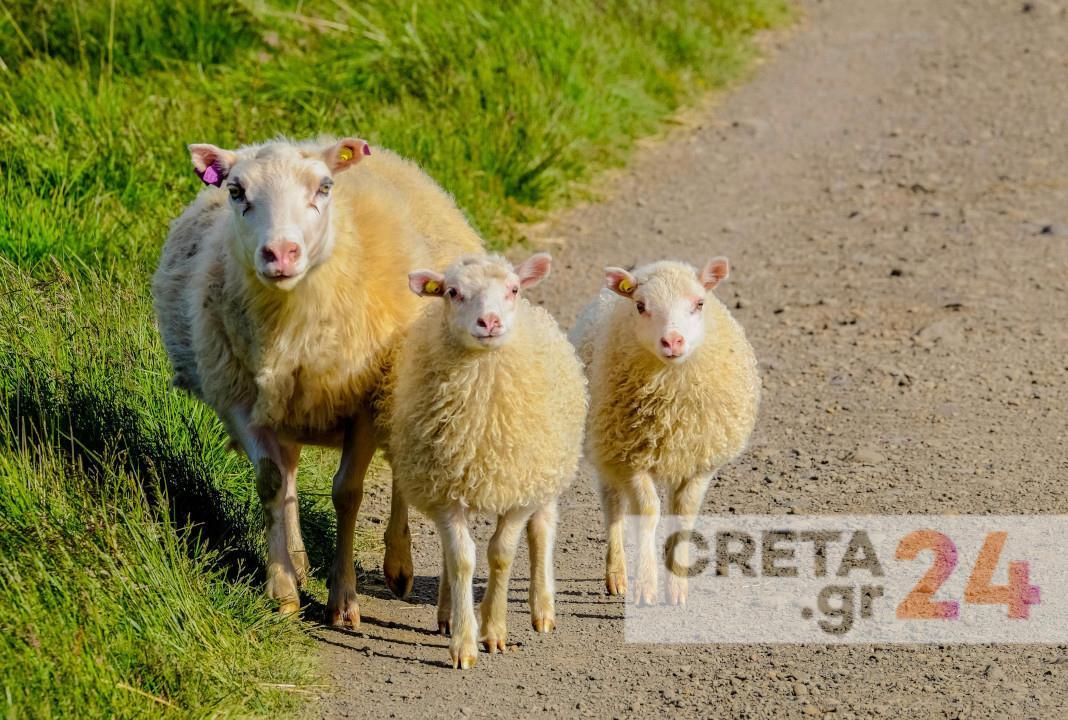 Αδέσποτη βόσκηση: Απειλές, εκφοβισμοί, εμπρησμοί και επιθέσεις – «Οι παραβάτες αφήνονται ελεύθεροι από την Εισαγγελία Χανίων»