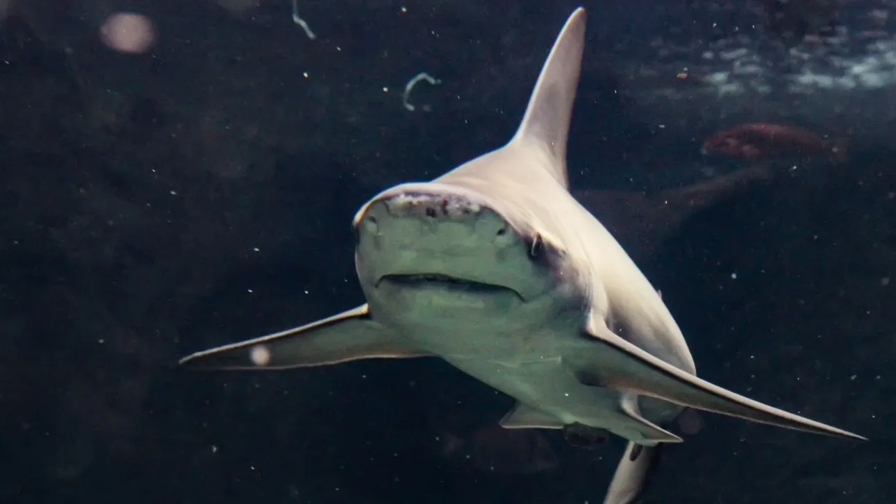 Μεγάλος καρχαρίας εθεάθη στα ανοικτά της Κέρκυρας