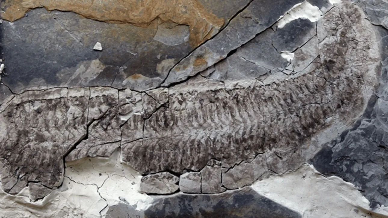 Το μυστήριο «ανάποδου» απολιθώματος 444 εκατ. ετών – Το περίβλημα χάθηκε, τα σπλάχνα είναι άθικτα
