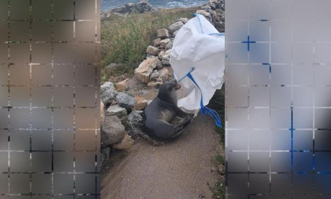 Φώκια έκανε… βόλτα στη στεριά – Προσπάθεια πολιτών να την οδηγήσουν ξανά στη θάλασσα