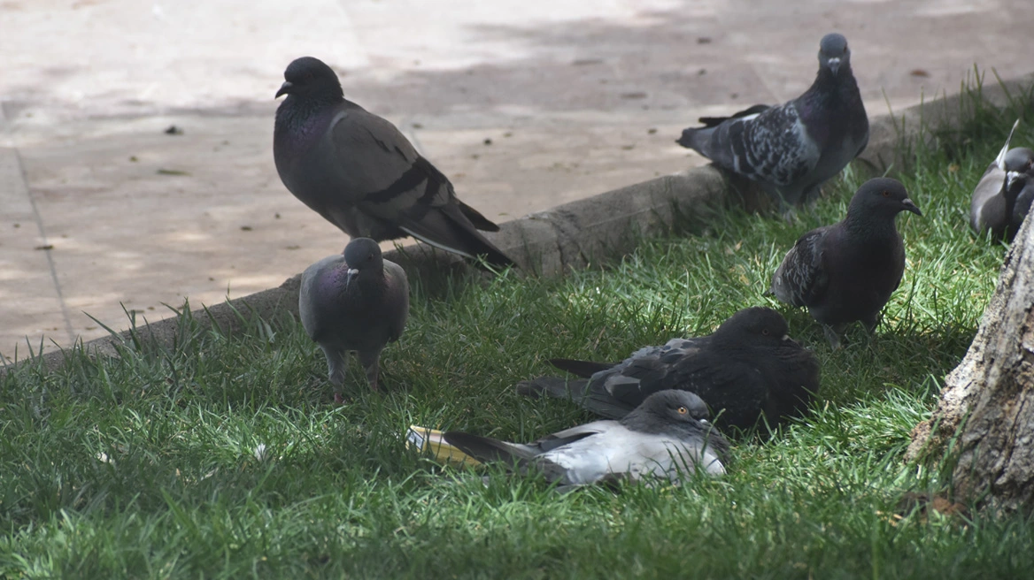 Κακοποίηση ζώου Άγνωστος κάρφωσε καλαμάκι σε περιστέρι