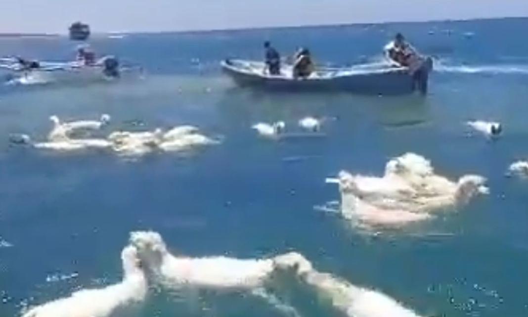 «Ψάρευαν»… πρόβατα από ναυάγιο – Το video που έγινε viral