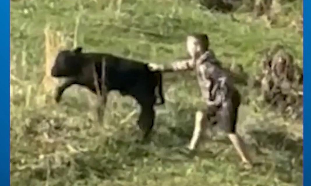 Η στιγμή που 9χρονος έσωσε μικρό μοσχάρι που είχε κολλήσει σε ρυάκι – Δείτε βίντεο