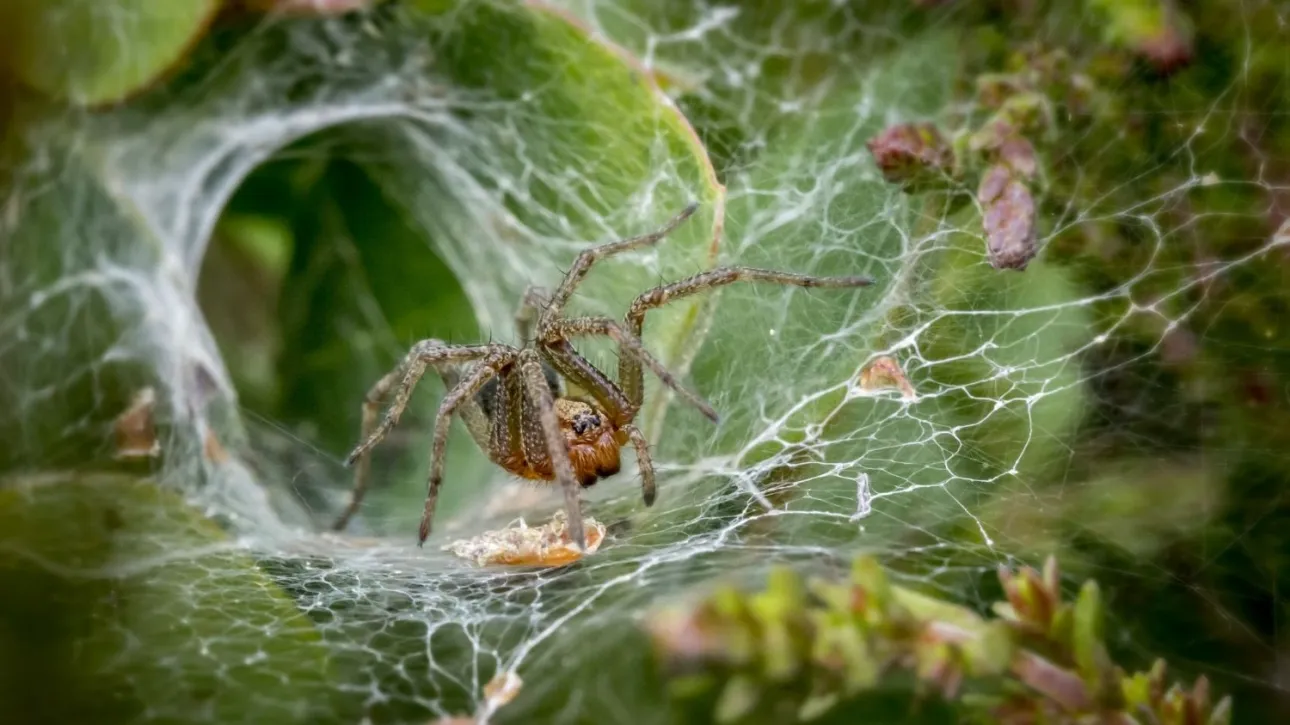 Ηχομονωτικούς ιστούς υφαίνουν οι αράχνες για να προστατεύονται από τους θορύβους της πόλης