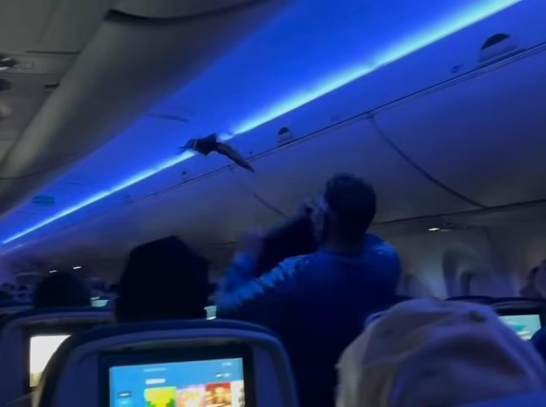 Δύο περιστέρια έκαναν… check-in σε αεροπορική πτήση – Εισέβαλαν στην καμπίνα και προκάλεσαν πανικό