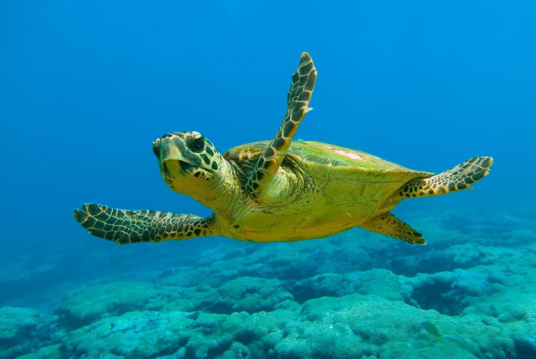 Κρήτη: Σκότωσαν και διαμέλισαν χελώνα Caretta Caretta