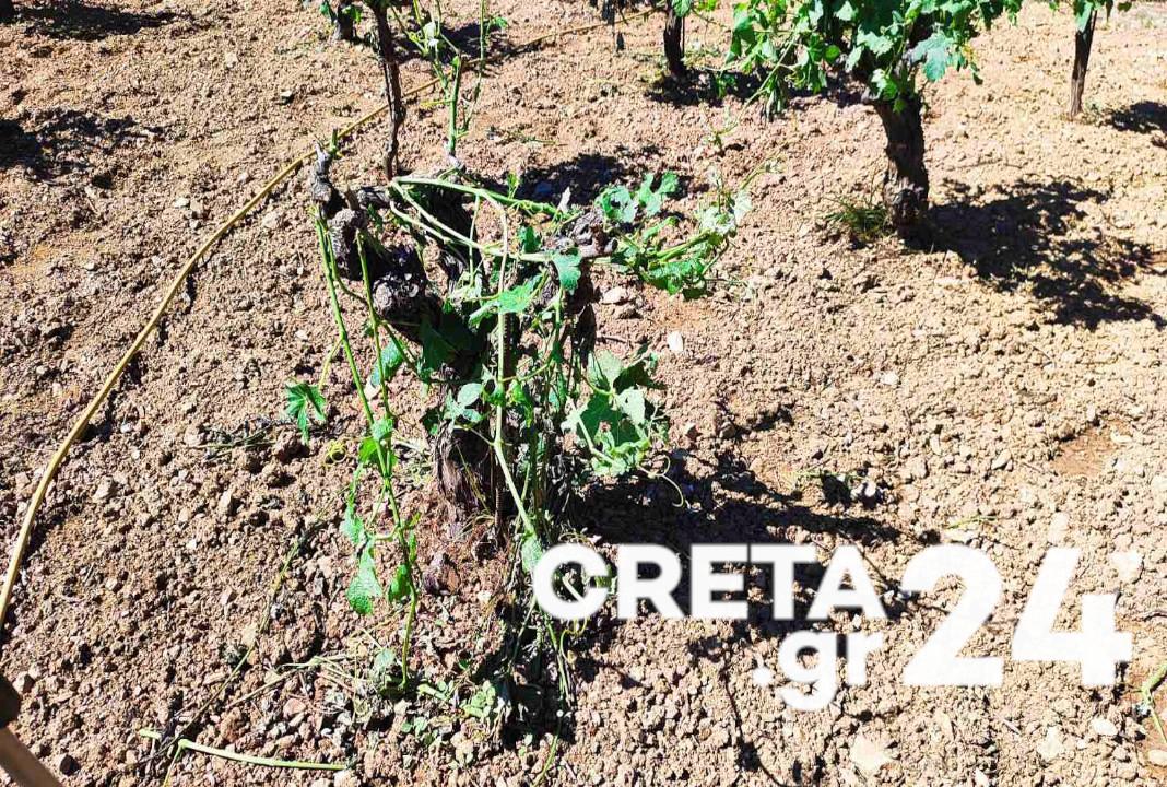 Κρήτη: Οι ισχυροί νοτιάδες εξαφάνισαν τα μελίσσια, κατέστρεψαν αμπέλια και ελιές – Εικόνες