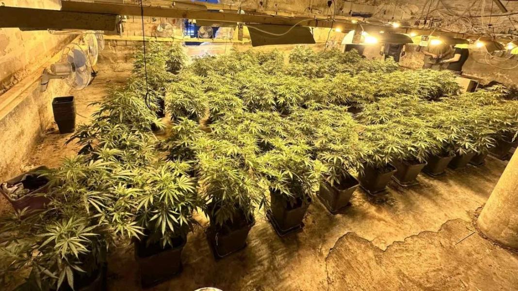 Εξαρθρώθηκαν δύο συμμορίες που διακινούσαν ναρκωτικά – Είχαν αποθήκη με 89 δενδρύλλια κάνναβης