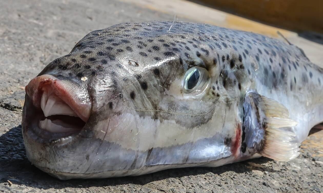 Αυτά είναι τα τέσσερα πιο επικίνδυνα ψάρια στις ελληνικές θάλασσες