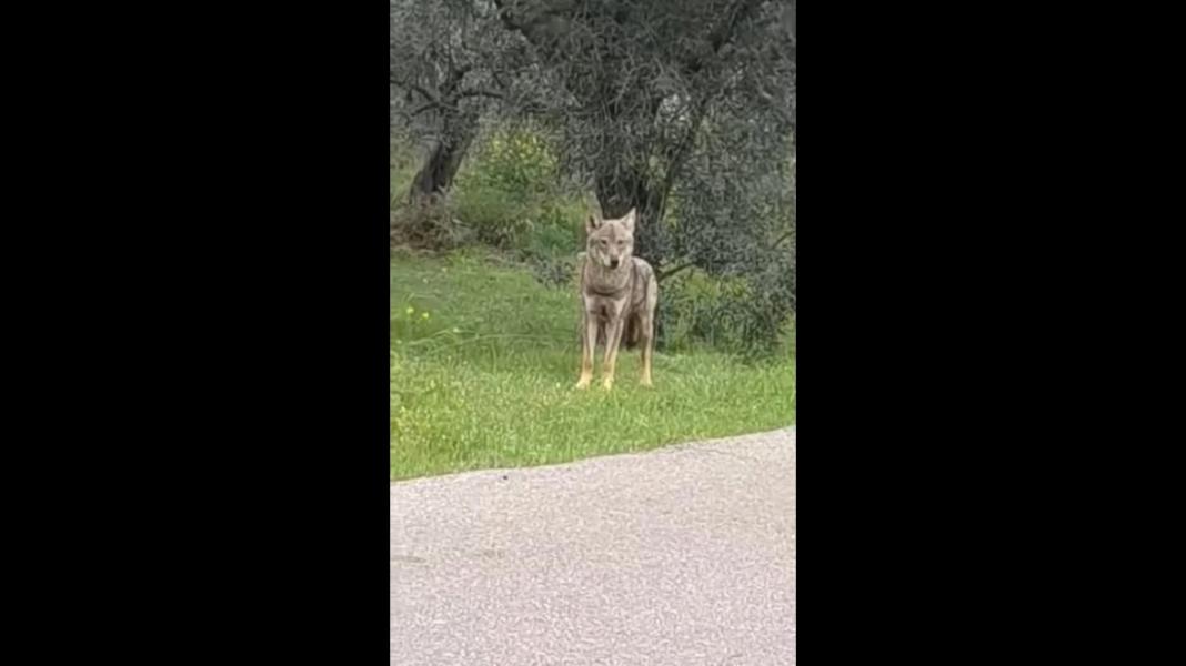 Περαστικός εντόπισε λύκο, δείτε βίντεο