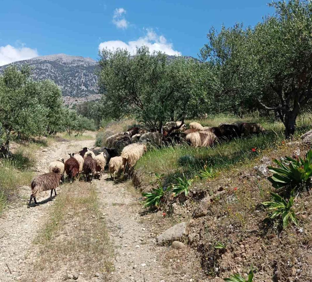 «Η αγανάκτηση έχει ξεχειλίσει εδώ και καιρό» – Ένα ολόκληρο χωριό καταγγέλλει κτηνοτρόφο στη Μεσαρά