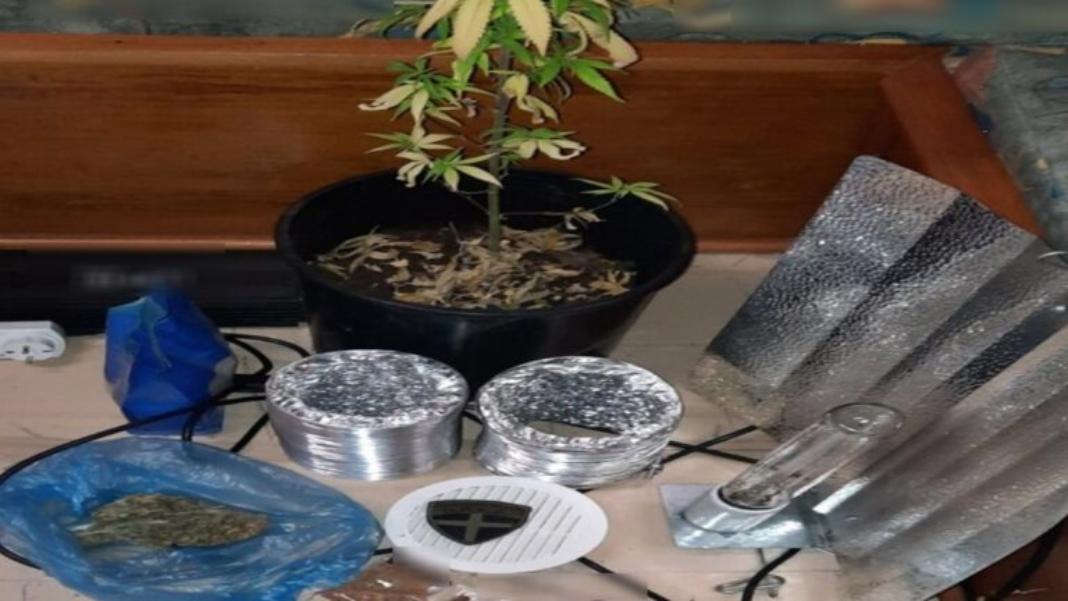 Σύλληψη 52χρονου για διακίνηση ναρκωτικών, καλλιέργεια κάνναβης και παράνομη οπλοκατοχή
