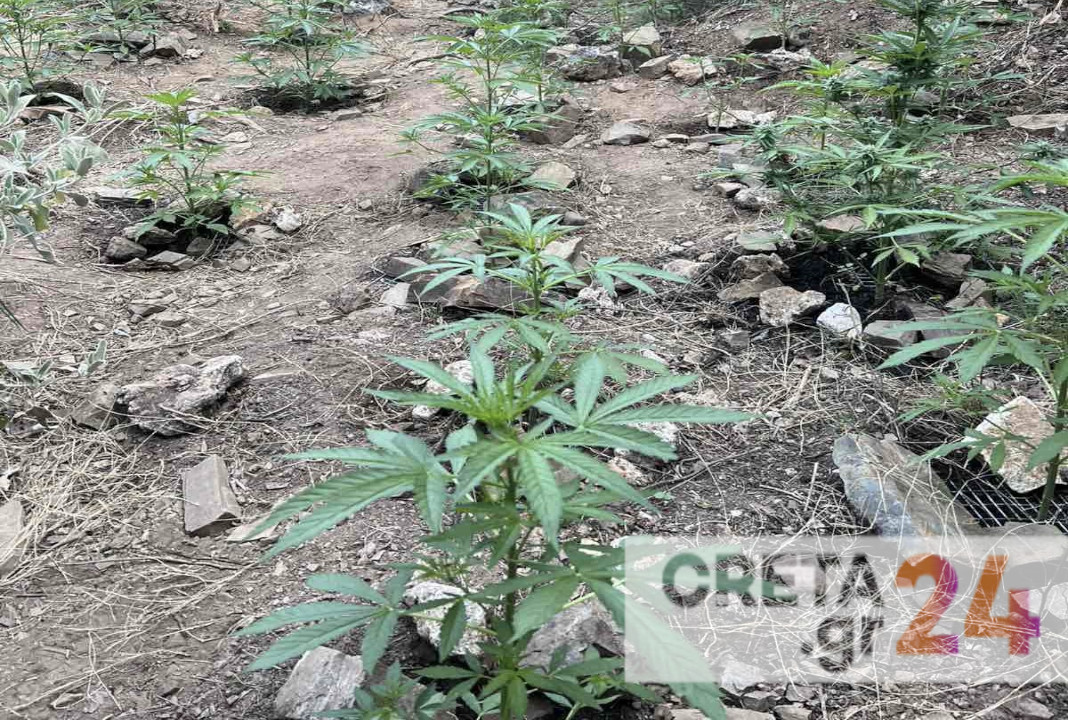 «Ξετρυπώνουν» η μία μετά την άλλη οι φυτείες κάνναβης στην Κρήτη – «Σαφάρι» ελέγχων από την ΕΛ.ΑΣ. (εικόνες)