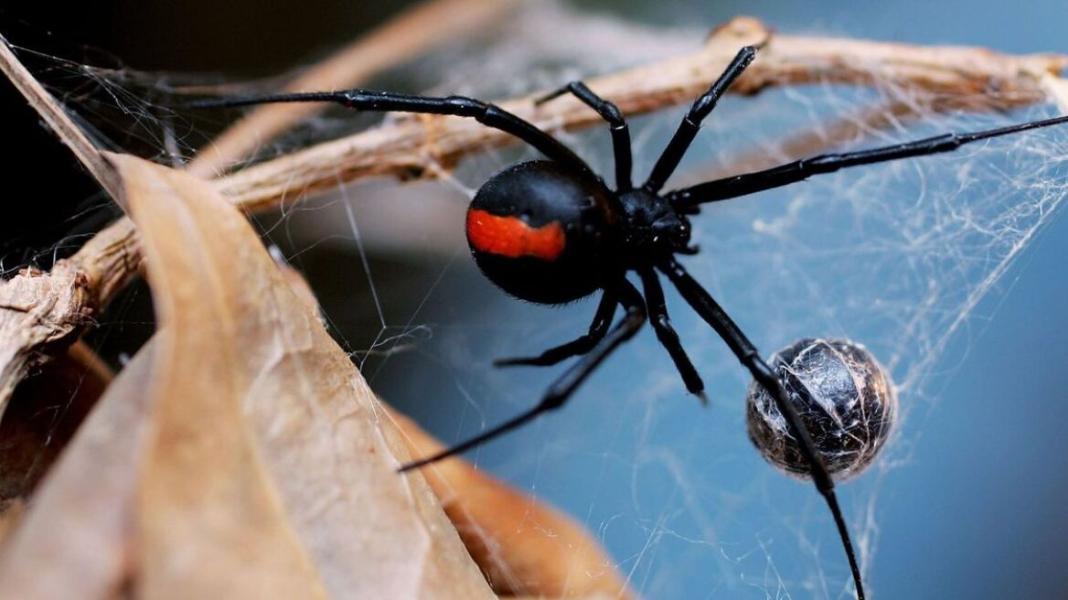 Στο νοσοκομείο 65χρονη από τσίμπημα «μαύρης χήρας»