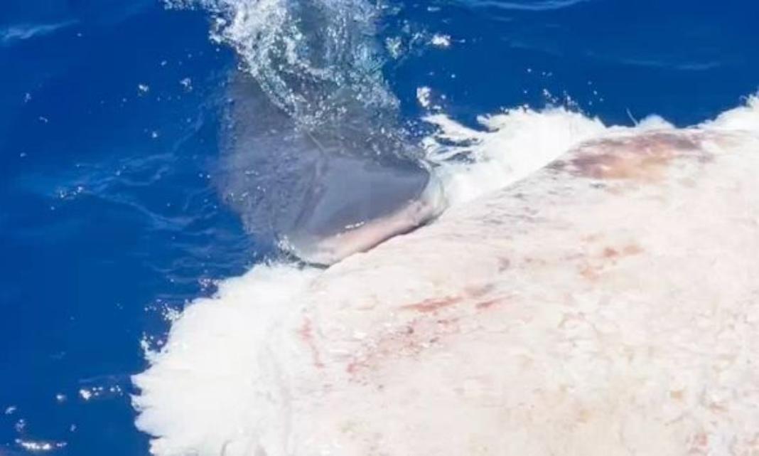 Mία αναπάντεχη συνάντηση καρχαριών στο κουφάρι φάλαινας