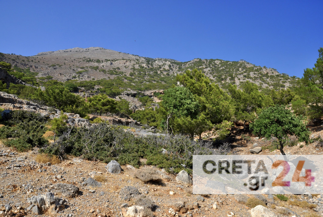 Hράκλειο: Σε σοκ περιπατητές σε δάσος – Βρήκαν νεκρό έναν άνδρα