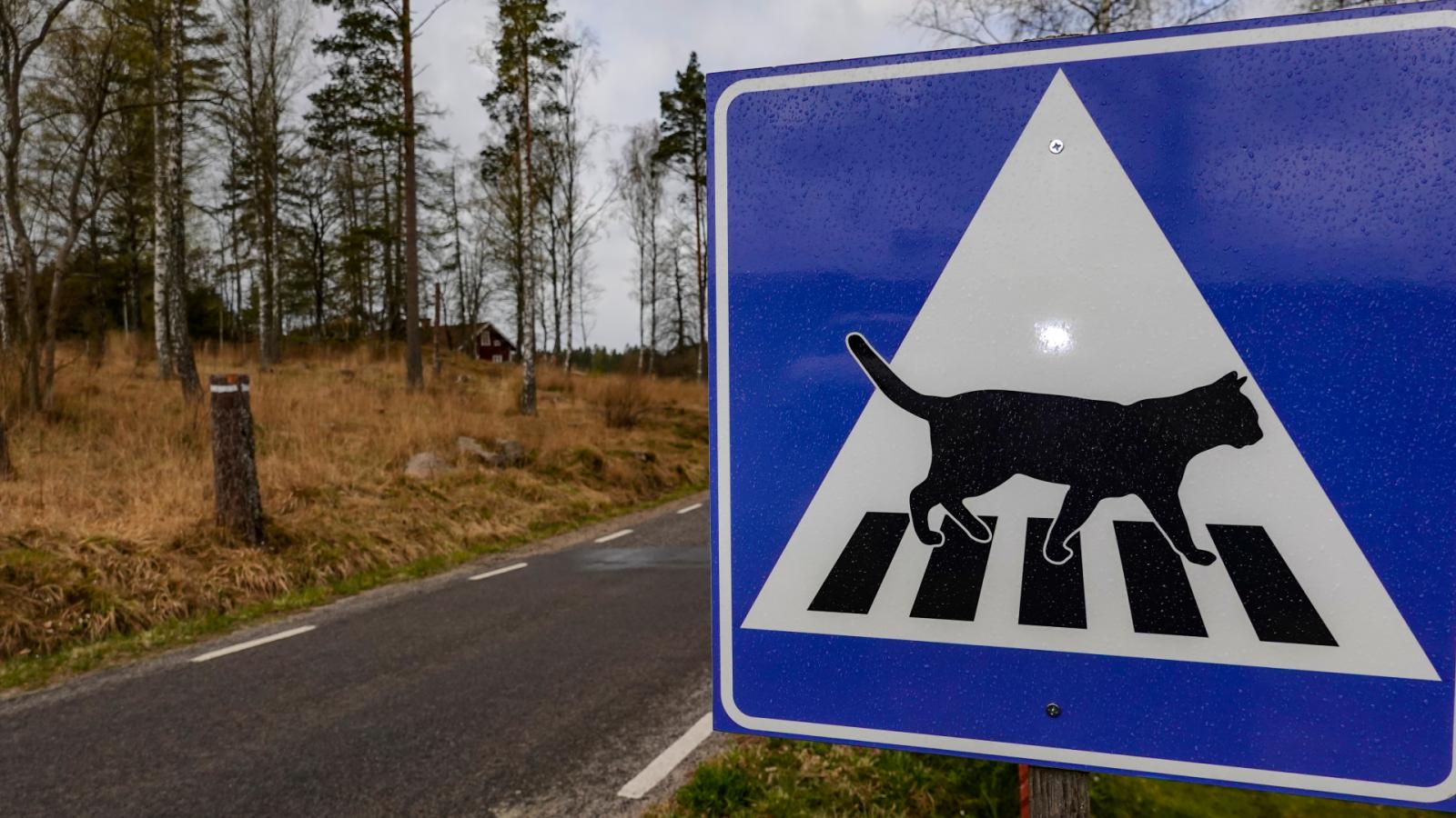 Η «διάβαση της γάτας» -Το σήμα που έγινε viral βρίσκεται σε δρόμο της Ελλάδας