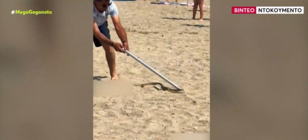 Φίδι… έκοβε βόλτες ανάμεσα σε λουόμενους σε παραλία – Βίντεο