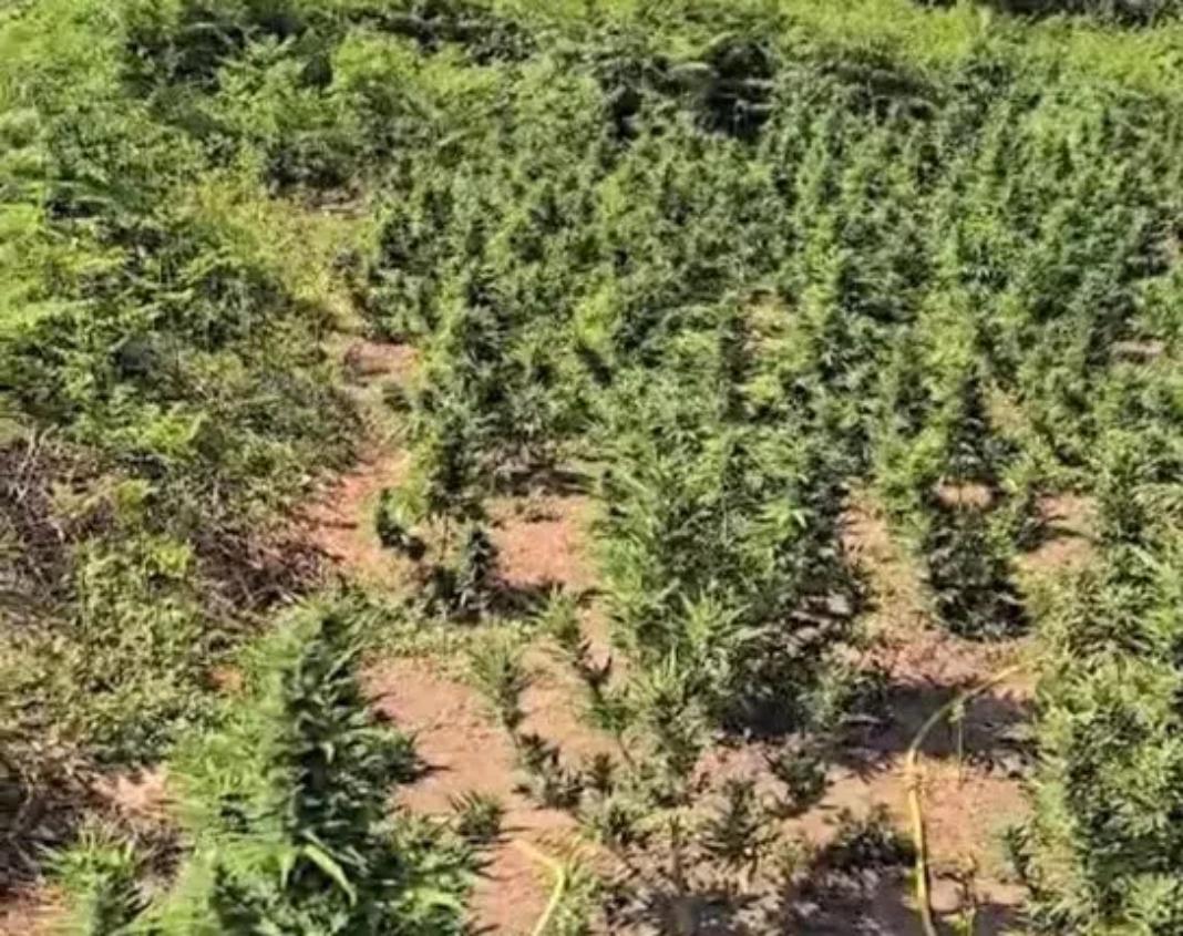 Επ΄αυτοφώρω σύλληψη άνδρα για καλλιέργεια φυτείας κάνναβης σε δύσβατη περιοχή