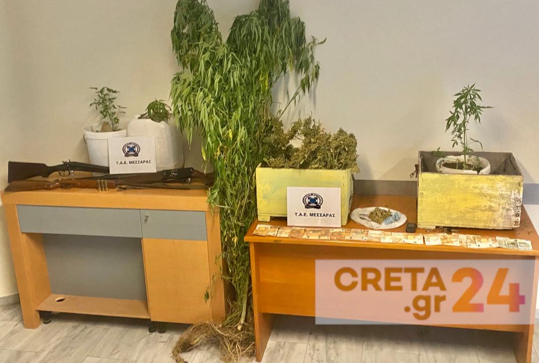 Ηράκλειο: Μαζί με τις μέλισσες καλλιεργούσαν και δενδρύλλια κάνναβης – Δύο συλλήψεις (εικόνες)