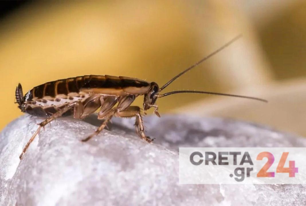 Ηράκλειο: Μετά τα σκουπίδια… ήρθαν οι κατσαρίδες και τα ποντίκια  – «Καθημερινές αναφορές από πολίτες»