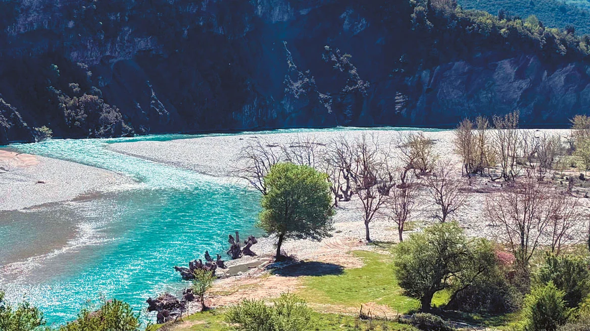Μύκητες εισαγωγής σκοτώνουν τα ελληνικά δάση – Ποιες περιοχές βρίσκονται στο κόκκινο