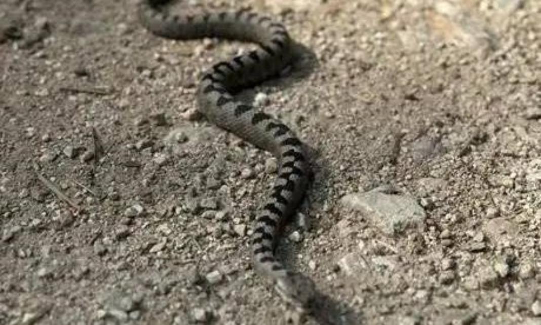 Στη ΜΕΘ 16χρονος μετά από τσίμπημα οχιάς