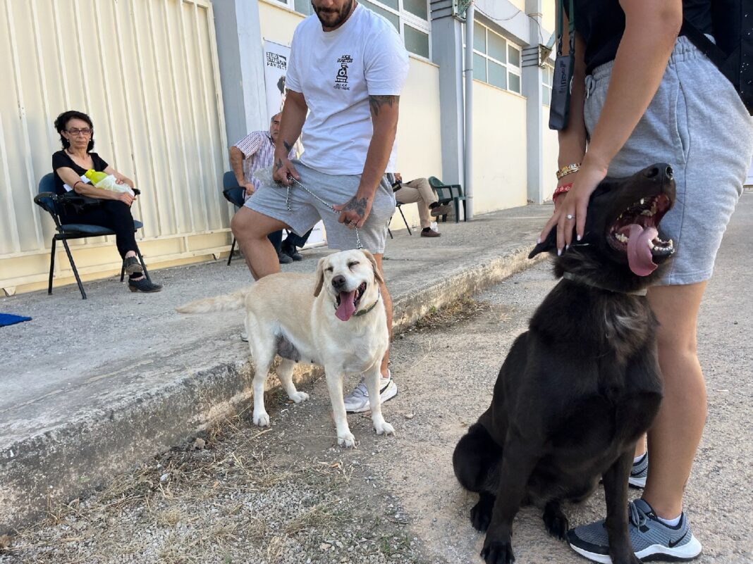 Μεγάλη ανταπόκριση στην τριήμερη φιλοζωική δράση του Δήμου Χανίων για ευάλωτες κοινωνικές ομάδες