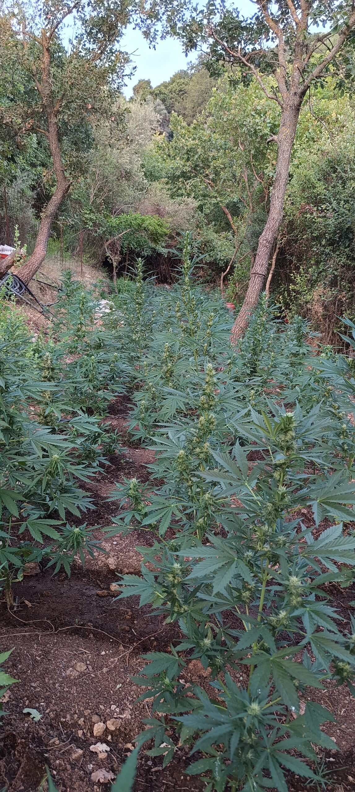 %CF%86%CF%85%CF%84%CE%B5%CE%B9%CE%B1 1 scaled