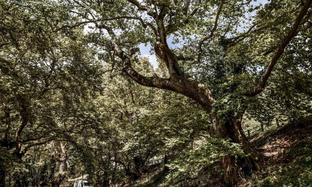 Έπεσε προβολέας από πλάτανο και τραυμάτισε κοπέλα