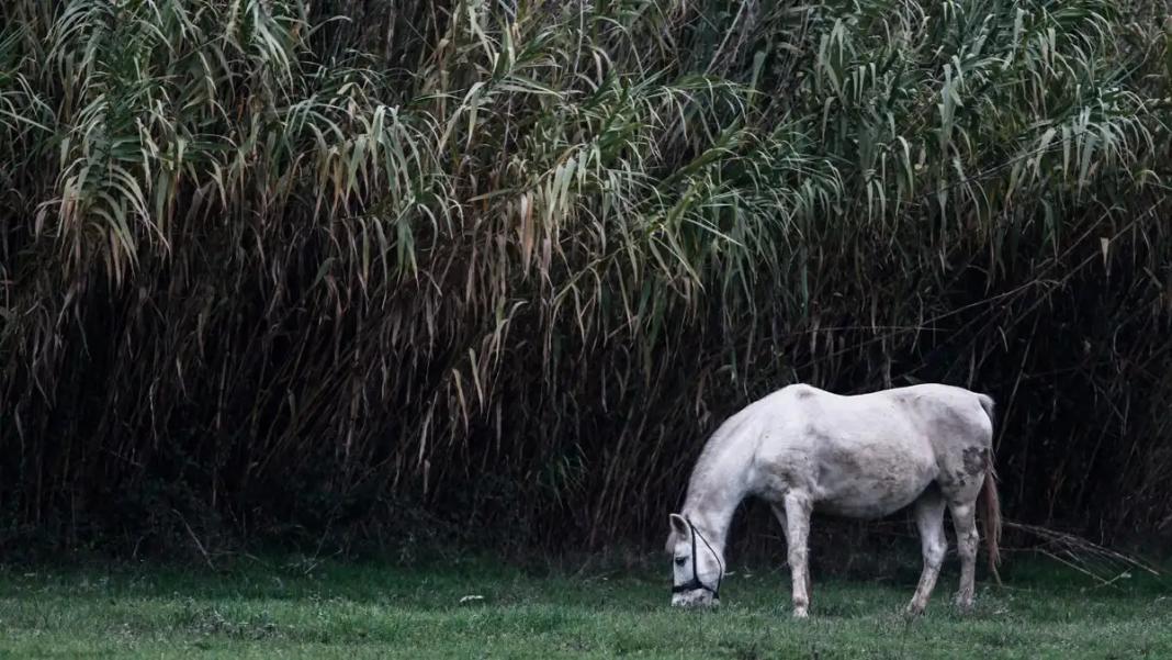 Aφηνιασμένο άλογο τραυμάτισε πεντάχρονο κοριτσάκι σε παραλία