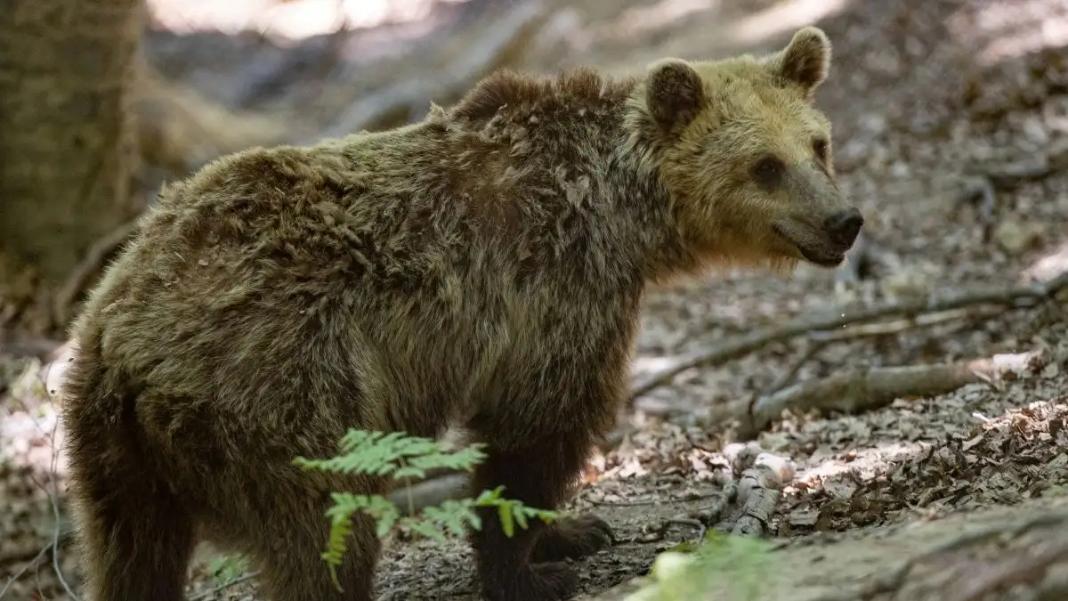 Τρόμος για γιαγιά και εγγονή όταν πετάχτηκε μπροστά τους αρκούδα