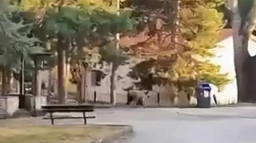 Αρκούδα εμφανίστηκε σε αυλή σχολείου – Βίντεο