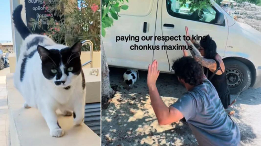 Κρήτη: Η γάτα Chonkus Maximus κινδύνευσε λόγω του χαμού που έγινε στα social media – Το πλήθος την έκανε να φοβηθεί, το ζωάκι αφυδατώθηκε