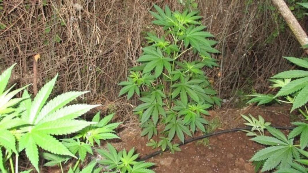 Συνελήφθη 59χρονος για κατοχή ναρκωτικών ουσιών και καλλιέργεια δενδρυλλίων κάνναβης