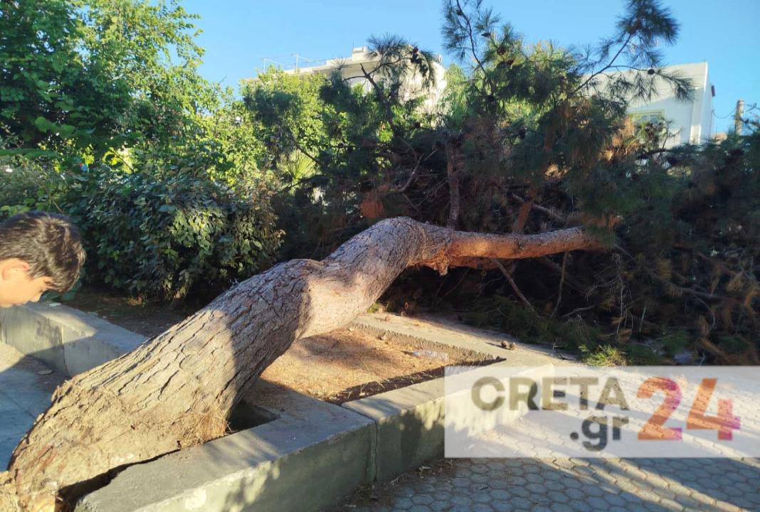 Παραλίγο νέα τραγωδία στο Ηράκλειο – Τεράστιο πεύκο έπεσε σε παιδική χαρά (εικόνες)