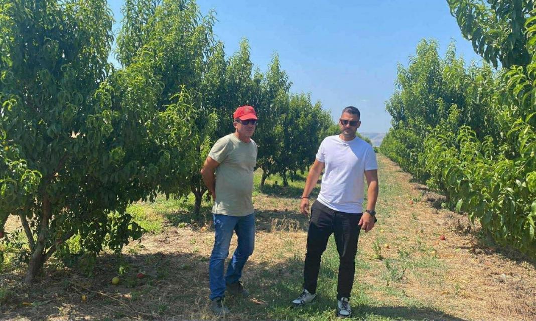 Αγρότης σε απόγνωση – «Έγδυσαν» χωράφι με τόνους νεκταρίνια