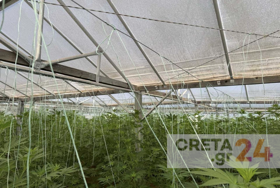Κρήτη: Καλλιεργούσε εκατοντάδες δενδρύλλια κάνναβης σε θερμοκήπιο (εικόνες)