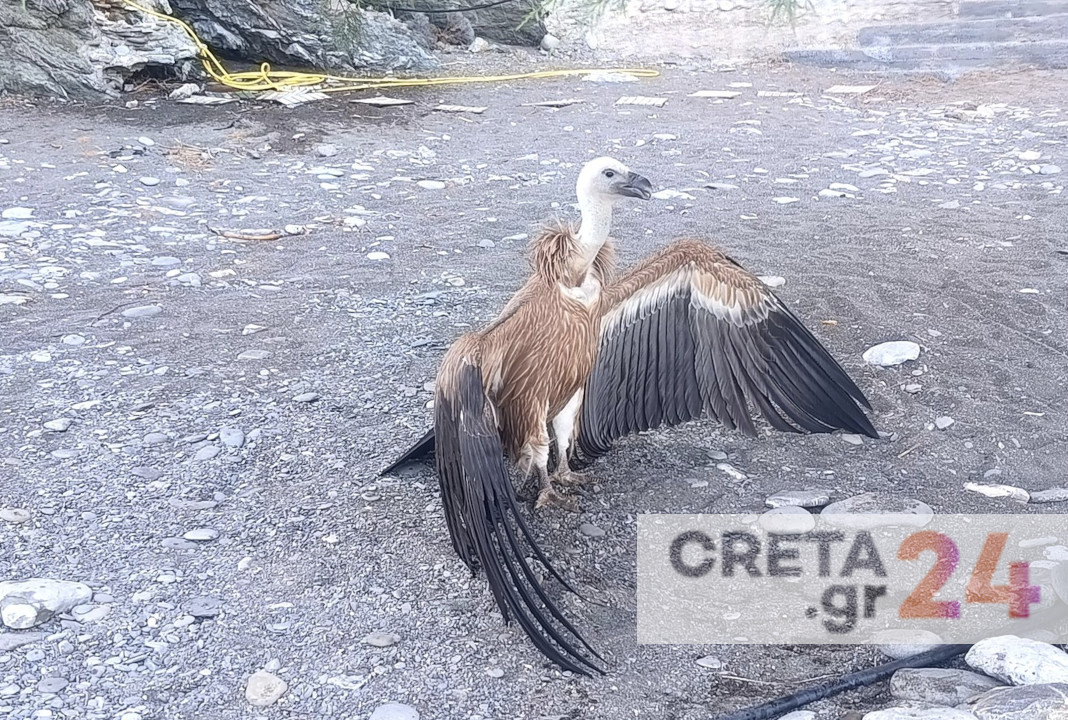 Σώθηκε τελικά ο… Ίκαρος!