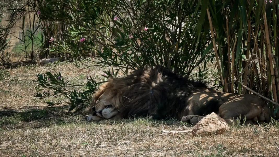 Κίνα: Δείπνο σε εστιατόριο αγκαλιά με λιονταράκια – Η ατραξιόν αυτή έχει προκαλέσει αντιδράσεις