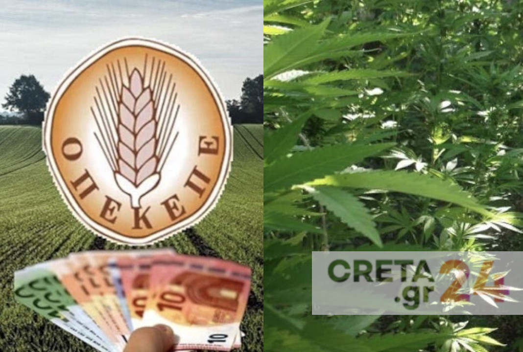 Κρήτη – Σκάνδαλο ΟΠΕΚΕΠΕ: Έπαιρναν επιδοτήσεις για χασισοφυτείες; – Απίστευτη καταγγελία