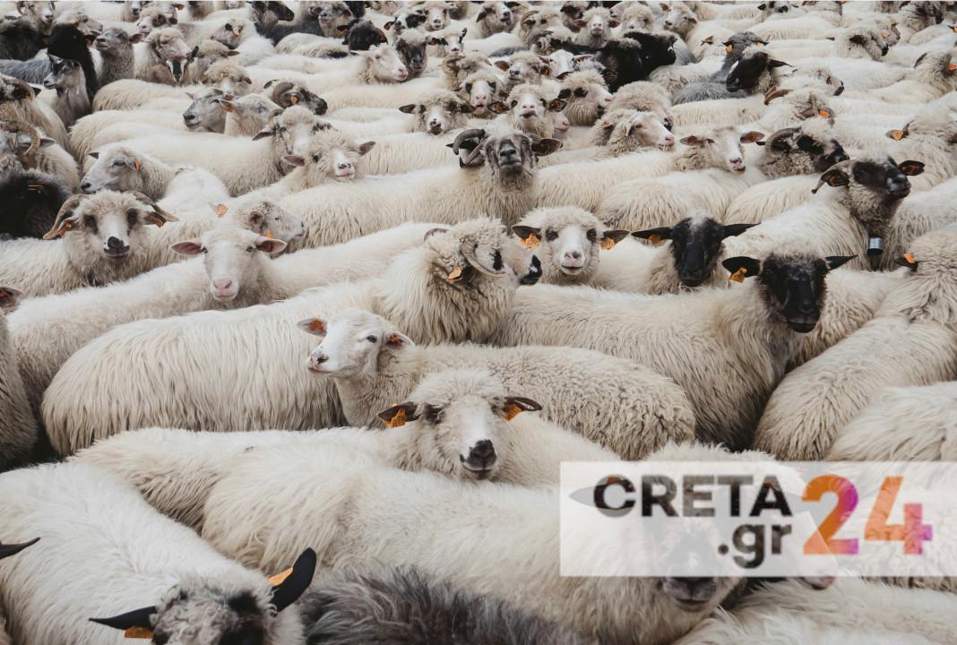 Μεγάλη αστυνομική επιχείρηση για ανεξέλεγκτο κοπάδι μεταξύ Ηρακλείου και Ρεθύμνου
