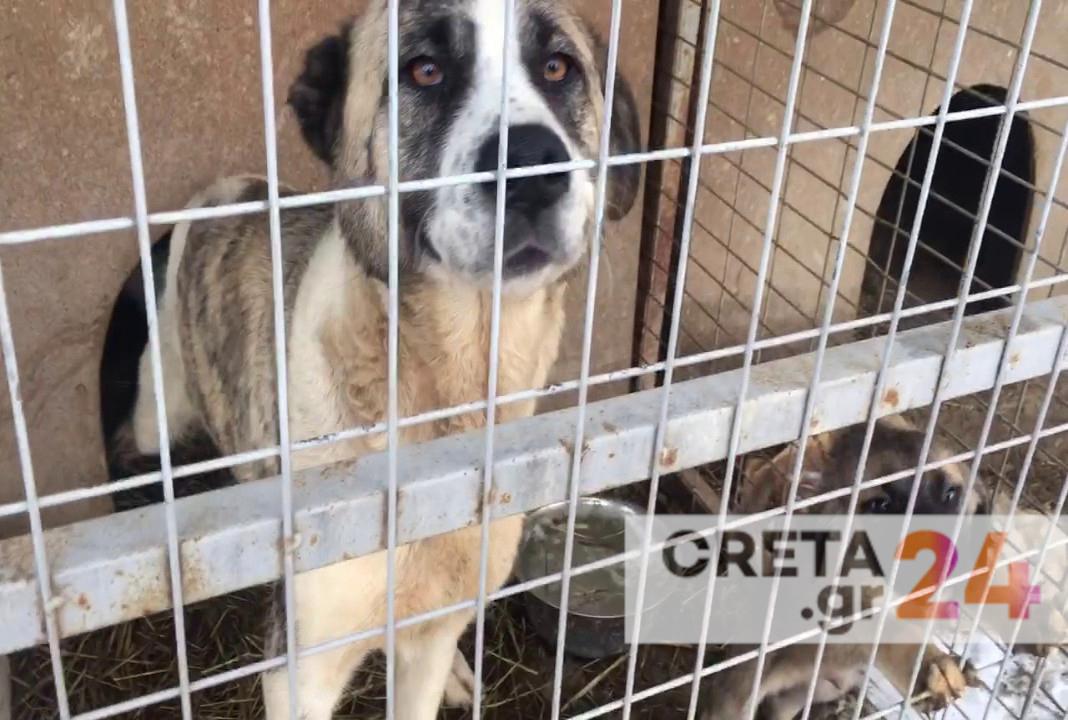 Ηράκλειο: Είχε 66 σκυλιά σε ακατάλληλες συνθήκες – Χειροπέδες και «τσουχτερά» πρόστιμα σε 62χρονη