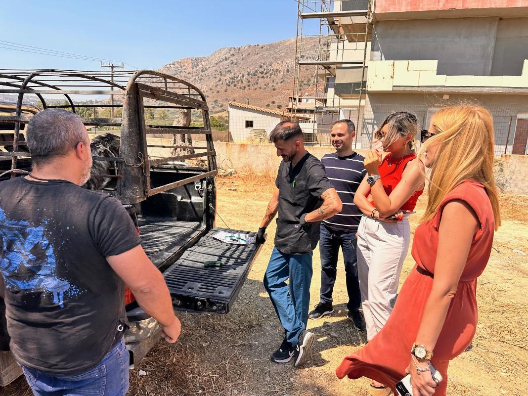 Δήμος Μαλεβιζίου: Με επιτυχία η δράση δωρεάν στειρώσεων ζώων συντροφιάς – Επαναλαμβάνεται λόγω αυξημένου ενδιαφέροντος