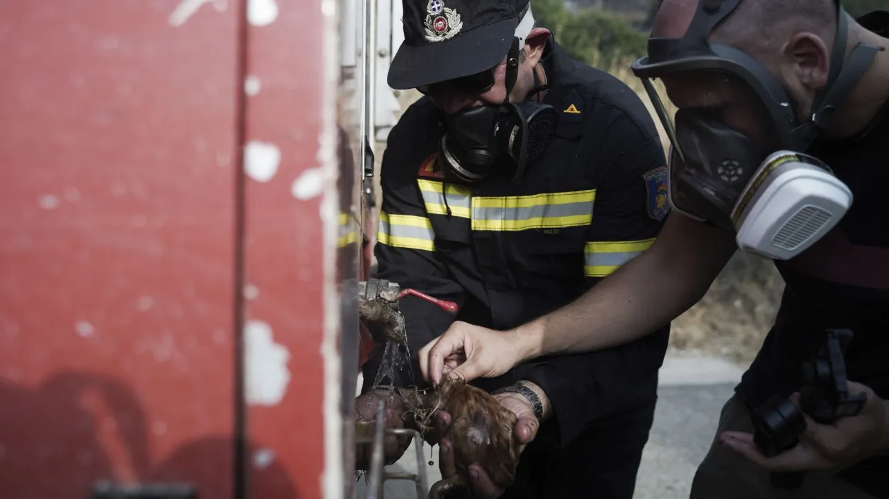 Πώς πρέπει να αντιδράσουμε με τα κατοικίδιά μας σε περίπτωση πυρκαγιάς