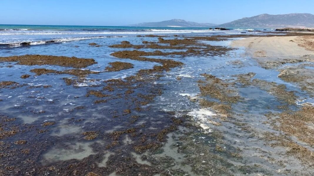Ξενόφερτο φύκι κατακλύζει τις ακτές της Ισπανίας και προκαλεί οικολογική καταστροφή