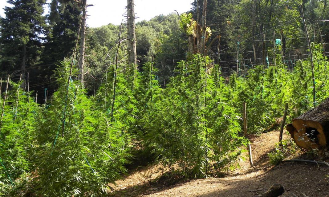 Κατασχέθηκαν πάνω από 2.600 δενδρύλλια κάνναβης – Έχουν συλληφθεί 4 άτομα