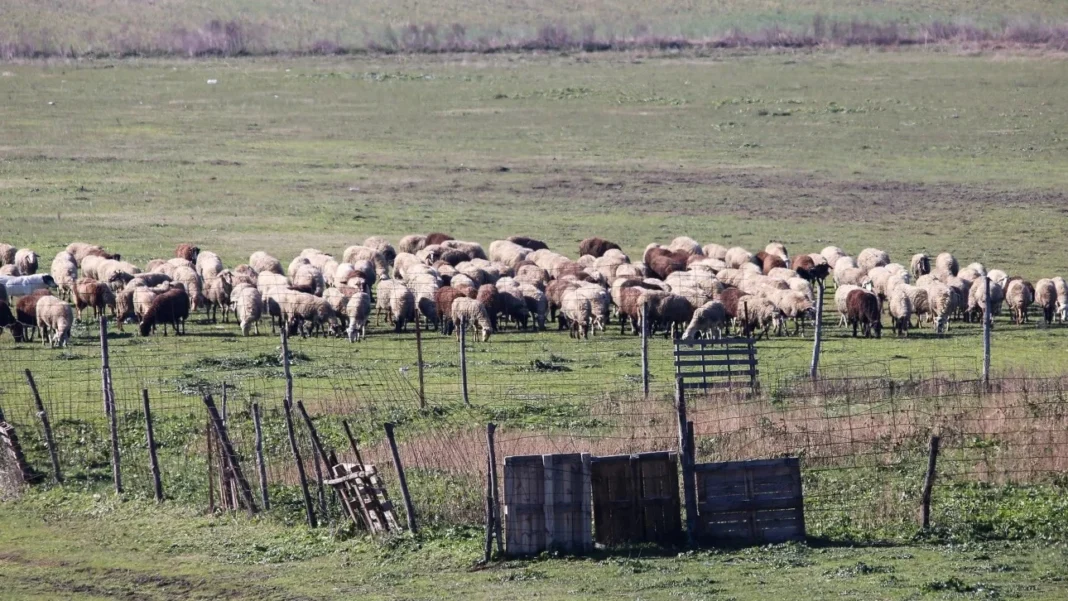 ΥΠΑΑΤ: Με τι ποσό ενισχύονται οι κτηνοτρόφοι για τα νοσούντα αιγοπρόβατα τους