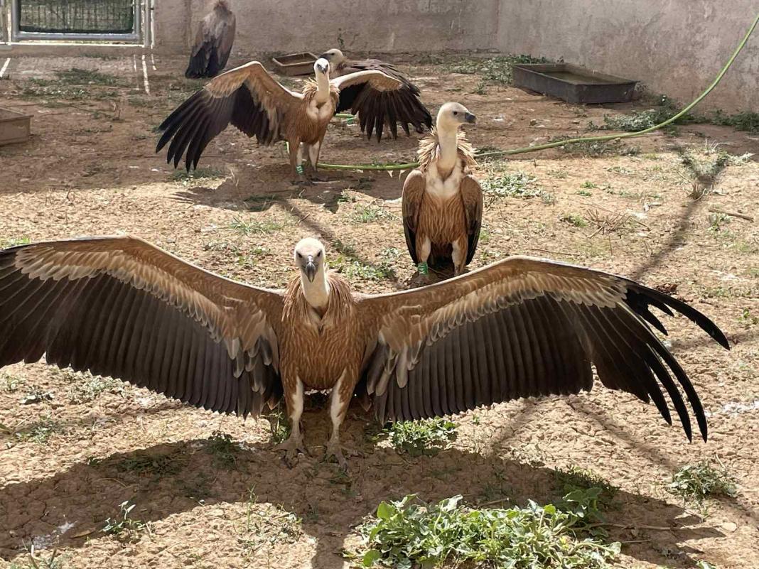 «Καμπανάκι» από την ΑΝΙΜΑ: 35 γύπες στην Κρήτη θύματα της ξηρασίας